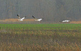 Whooping Cranes in Flight