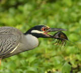 <b>YC Night Heron Crayfish VIDEO</b>