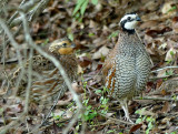 <b>Bobwhite Pair VIDEO</b>