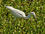 <b>Hungry Herons Hunting VIDEO</b>