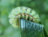 IO Moth Caterpillar (7746)