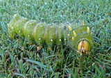 Imperial Moth Caterpillar (7704)