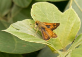 Fiery Skipper