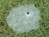 Funnel Web Spider (Grass Spider) Web