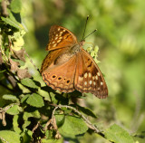 Tawny Emperor  (Female)