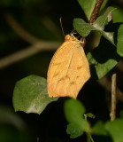 Tailed Orange