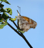 American Snout 