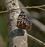 Mexican Bluewing 