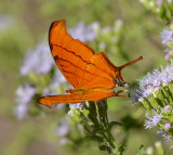 Ruddy Daggerwing 