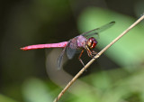 Roseate Skimmer (Male)