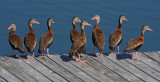 Black-bellied Whistling Ducks