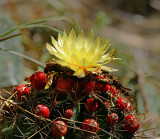 Cactus, Nipple