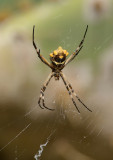 Silver Argiope Spider (Ventral)