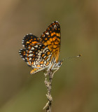Elada Checkerspot (Female)