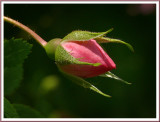 June 26 - Rosebud