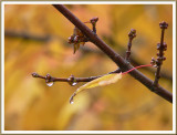 October 15 - A Rainy Autumn Day