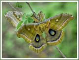 June 06 - Polyphemus Moths