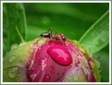 June 07 - An Ant on a Peony in the Rain