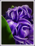 January 03 - Hyacinth