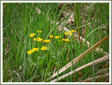May 01 - Marsh Marigolds