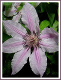 May 24 - Rainy Day Clematis