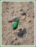 May 30 - Tiger Beetle