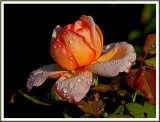 July 17 - While the Dew Is Still on the Roses