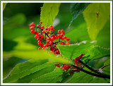 July 29 - Berry Bounty