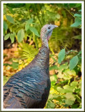 October 03 - Miss Wild Turkey 2015