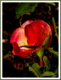October 08 - Morning in the Rose Garden