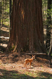 FAWN AND SEQUOIA
