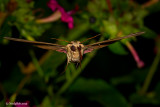 Hummingbird Moth October 24