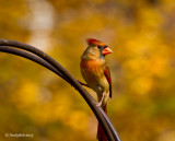 Cardinal December 4