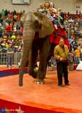 Circus Elephant