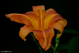 Day Lily June 4