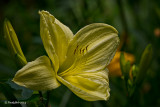Day Lily June 10