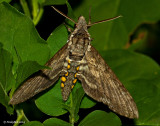 HummingBird Moth 