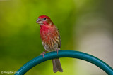 House Finch June 7