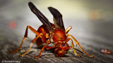 Red Wasp 
