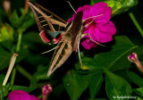 Humming Bird Moth