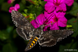 Hummingbird Moth August 19