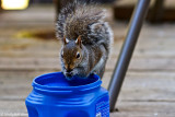 Brave Squirrel February 28