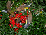 Cedar Waxwings