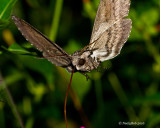 Humming Bird Moth August 30
