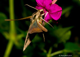 Humming Bird Moth Close Up