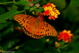 Gulf Fritillary September 10