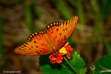 Gulf Fritillary September 11