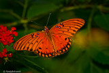 Gulf Fritillary September 19