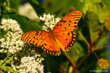 Gulf Fritillary September 25