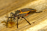 Bug Close-UP October 6